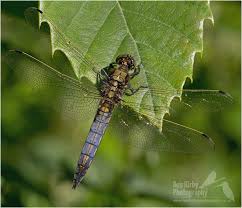 Attēlu rezultāti vaicājumam “Orthetrum cancellatum”
