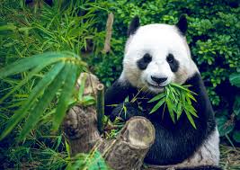 Image result for pandas