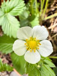 Attēlu rezultāti vaicājumam “Fragaria vesca flower”