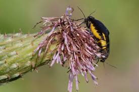 Attēlu rezultāti vaicājumam “Sciara analis”