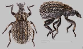 Image result for Brachycerus undatus
