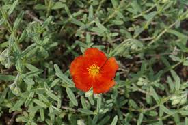 Attēlu rezultāti vaicājumam “Helianthemum nummularium leaf”