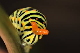 Attēlu rezultāti vaicājumam “Papilio machaon larva”