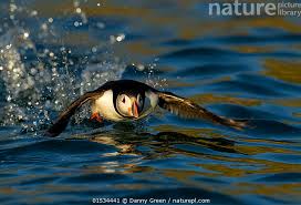 Image result for Fratercula arctica