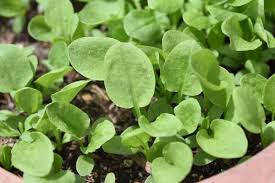 Image result for Sauerampfer