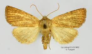 Attēlu rezultāti vaicājumam “Chortodes fluxa”