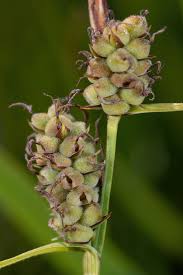 Attēlu rezultāti vaicājumam “Carex digitata bud”