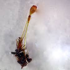 Attēlu rezultāti vaicājumam “Seligeria donniana”