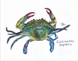 Image result for Callinectes sapidus