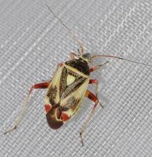 Attēlu rezultāti vaicājumam “Polymerus palustris”