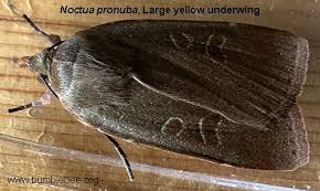 Attēlu rezultāti vaicājumam “Noctua fimbriata imago”