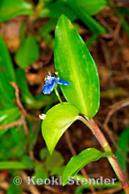 Attēlu rezultāti vaicājumam “Commelinaceae”