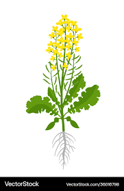 Attēlu rezultāti vaicājumam “Brassica napus”