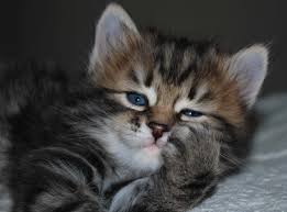  Siberian cats   wild precious cats from the old north eastern Russia