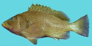 Image result for Epinephelus andersoni