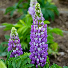 Image result for Lupinus polyphyllus Lindl.