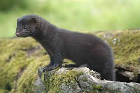 Attēlu rezultāti vaicājumam “Mustela vison”