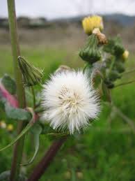 Attēlu rezultāti vaicājumam “Sonchus oleraceus”