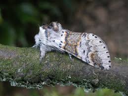 Attēlu rezultāti vaicājumam “Furcula bifida”