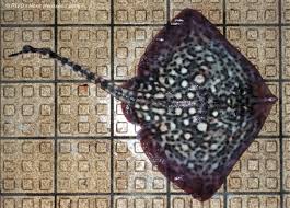 Image result for Raja clavata