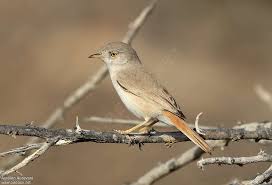 Image result for Sylvia nana