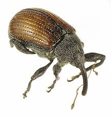 Attēlu rezultāti vaicājumam “Anthonomus phyllocola”