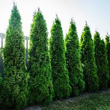 Attēlu rezultāti vaicājumam “Thuja plicata”
