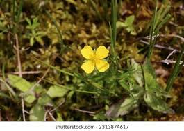 Attēlu rezultāti vaicājumam “Potentilla erecta”