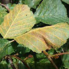 Attēlu rezultāti vaicājumam “Melampsoridium sp.”