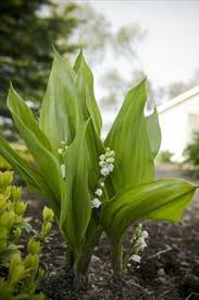 Attēlu rezultāti vaicājumam “Convallaria majalis”