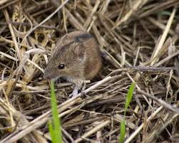 Attēlu rezultāti vaicājumam “Apodemus agrarius”