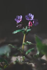 Attēlu rezultāti vaicājumam “Pulmonaria obscura”