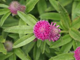 Attēlu rezultāti vaicājumam “Trifolium alpestre flower”