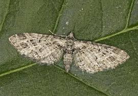 Attēlu rezultāti vaicājumam “Eupithecia exiguata”