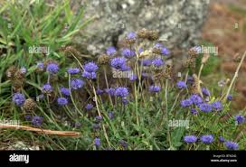 Attēlu rezultāti vaicājumam “Jasione montana flower”