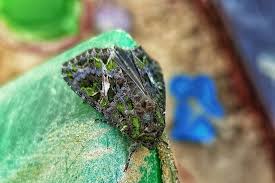 Attēlu rezultāti vaicājumam “Trachea atriplicis”