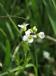 Attēlu rezultāti vaicājumam “Cardamine amara flower”