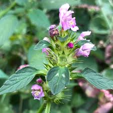 Attēlu rezultāti vaicājumam “Galeopsis tetrahit”