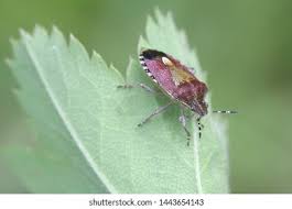 Attēlu rezultāti vaicājumam “Dolycoris baccarum”