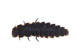 Attēlu rezultāti vaicājumam “Lampyris noctiluca larva”