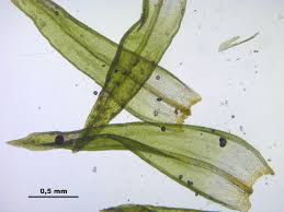 Attēlu rezultāti vaicājumam “Orthotrichum patens”