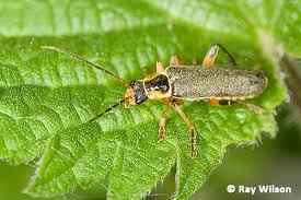Attēlu rezultāti vaicājumam “Cantharis nigricans”
