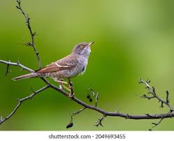 Attēlu rezultāti vaicājumam “Sylvia nisoria”