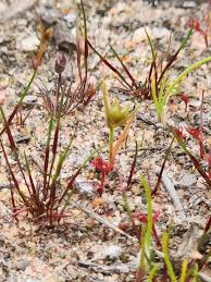 Attēlu rezultāti vaicājumam “Juncus capitatus”