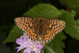 Attēlu rezultāti vaicājumam “Boloria aquilonaris underside”