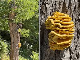 Attēlu rezultāti vaicājumam “Laetiporus sulphureus”