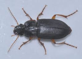 Attēlu rezultāti vaicājumam “Harpalus sp.”