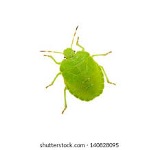 Attēlu rezultāti vaicājumam “Palomena prasina”