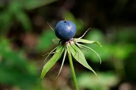 Attēlu rezultāti vaicājumam “Paris quadrifolia fruit”