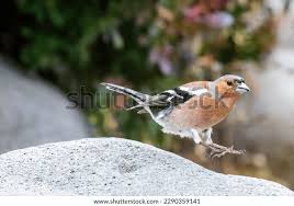 Attēlu rezultāti vaicājumam “Fringilla coelebs male”